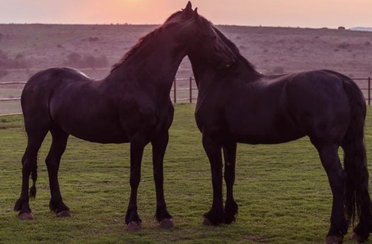 Two horses on wedding venue property at Lezar Opstal Heidelberg Gauteng